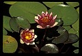 01020-00011-Red Flowers-Red Water Lily.jpg