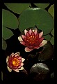 01020-00012-Red Flowers-Red Water Lily.jpg