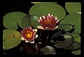 01020-00013-Red Flowers-Red Water Lily.jpg