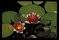 01020-00014-Red Flowers-Red Water Lily.jpg
