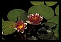 01020-00015-Red Flowers-Red Water Lily.jpg