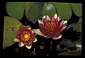 01020-00016-Red Flowers-Red Water Lily.jpg