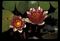 01020-00018-Red Flowers-Red Water Lily.jpg