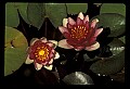 01020-00019-Red Flowers-Red Water Lily.jpg