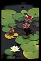 01020-00020-Red Flowers-Red Water Lily.jpg