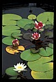 01020-00021-Red Flowers-Red Water Lily.jpg