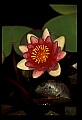 01020-00024-Red Flowers-Red Water Lily.jpg