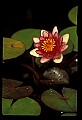 01020-00025-Red Flowers-Red Water Lily.jpg