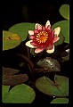 01020-00026-Red Flowers-Red Water Lily.jpg
