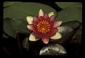 01020-00028-Red Flowers-Red Water Lily.jpg