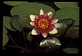 01020-00029-Red Flowers-Red Water Lily.jpg
