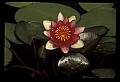 01020-00030-Red Flowers-Red Water Lily.jpg