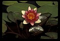 01020-00031-Red Flowers-Red Water Lily.jpg