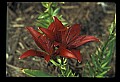 01020-00032-Red Flowers-Red Lily.jpg