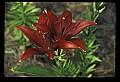 01020-00033-Red Flowers-Red Lily.jpg
