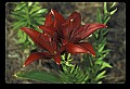 01020-00034-Red Flowers-Red Lily.jpg