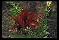 01020-00035-Red Flowers-Red Lily.jpg