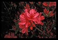 01020-00036-Red Flowers-Red Azalea.jpg