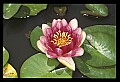 01020-00038-Red Flowers-Water Lily.jpg