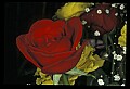 01020-00042-Red Flowers-Roses.jpg