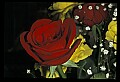 01020-00043-Red Flowers-Roses.jpg