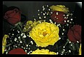 01020-00044-Red Flowers-Roses.jpg