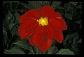 01020-00046-Red Flowers-Dahlia.jpg