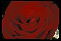 01020-00047-Red Flowers-Rose.jpg