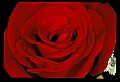 01020-00048-Red Flowers-Rose.jpg