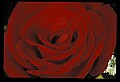 01020-00049-Red Flowers-Rose.jpg