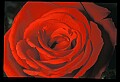 01020-00050-Red Flowers-Rose.jpg