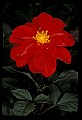 01020-00052-Red Flowers-Dahlia.jpg
