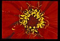 01020-00053-Red Flowers-Zinnia.jpg
