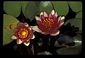 01020-00056-Red Flowers-Water Lily.jpg