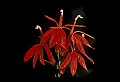 01020-00057-Red Flowers-Cardinal Flower.jpg