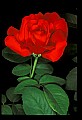 01020-00059-Red Flowers-Rose.jpg