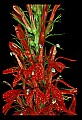 01020-00060-Red Flowers-Cardinal Flower.jpg