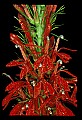 01020-00062-Red Flowers-Cardinal Flower.jpg