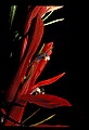 01020-00064-Red Flowers-Cardinal Flower.jpg