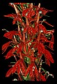 01020-00066-Red Flowers-Cardinal Flower.jpg