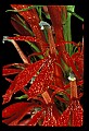 01020-00069-Red Flowers-Cardinal Flower.jpg