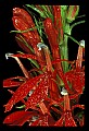 01020-00070-Red Flowers-Cardinal Flower.jpg