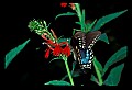 01020-00072-Red Flowers-Cardinal Flower with Swallowtail Butterfly.jpg