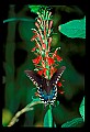 01020-00073-Red Flowers-Cardinal Flower with Swallowtail Butterfly.jpg