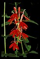 01020-00074-Red Flowers-Cardinal Flower.jpg