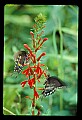 01020-00075-Red Flowers-Cardinal Flower with Swallowtail Butterfly.jpg