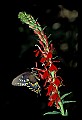 01020-00076-Red Flowers-Cardinal Flower with Swallowtail Butterfly.jpg