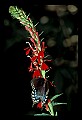 01020-00077-Red Flowers-Cardinal Flower with Swallowtail Butterfly.jpg
