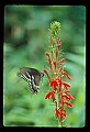 01020-00078-Red Flowers-Cardinal Flower with Swallowtail Butterfly.jpg