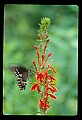 01020-00079-Red Flowers-Cardinal Flower with Swallowtail Butterfly.jpg